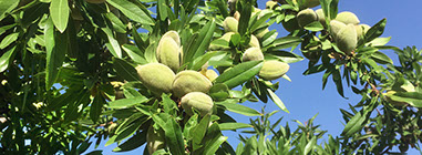 Pinoli Italia | Pistacchi sgusciati verdi Iran | Noci di Macadamia Australia | Noci di Pecan USA | Mandorle pelate California | Nocciole Italia 